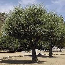Image result for Olea