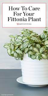 How To Grow And Care For Fittonia Plant Care Houseplant Plant Care House Plant Care