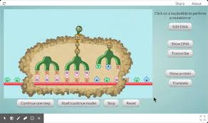 Simulation is used to view transcription and translation and then edit dna to show how mutations (silent, frameshift, point) affect the protein produced. Dna Mutation Activity At Itsi Youtube