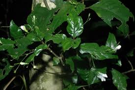 Image result for Justicia asystasioides