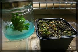 Image result for plant tissue culture
