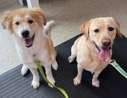 Bretton Ridge Animal Clinic