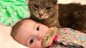 Baby And Cat Fun And Fails Funny Baby Video Youtube In 2020 Funny Babies Cute Cat Gif Funny Cat Videos