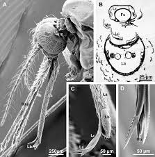 Image result for what do Mallophaga look like in dog fur