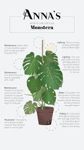 Monstera Plant Care Plants Plant Care Houseplant Inside Plants