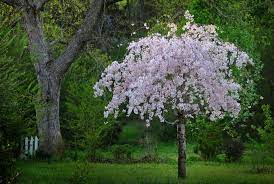 The barbados cherry is a coconut tree dwarf green variety in a 3 gallon container. 4 Best Flowering Cherry Trees To Grow In The South Gardener S Path