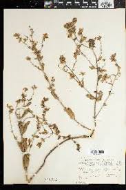 Image result for Manulea conferta