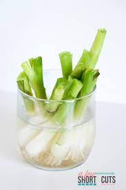 How To Re Grow Green Onions Regrow Green Onions Green Onions Growing Growing Spring Onions