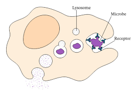 Unspecialized animal cells are known as. Lesson Explainer Stem Cells Nagwa
