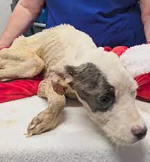 Friends of Augusta... - Friends of Augusta Animal Services