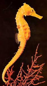 Take This Quiz To Discover Which Sea Animal Most Resembles Your Personality And Strengths Sea Animals Beautiful Sea Creatures Ocean Creatures