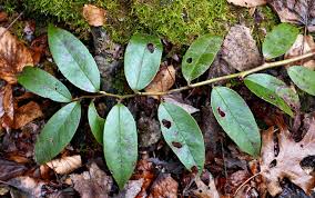 Image result for Aeollanthus homblei