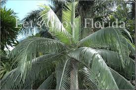 Image result for Dicoma galpinii