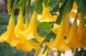 Check spelling or type a new query. Angel S Trumpet Better Homes Gardens