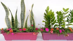 Get fresh recipes, wine pairings, weekend getaway ideas, regional gardening tips, home design inspiration, and more. Refresh Your Shady Porch With This Beautiful Snake Plant Zz Plant And Moss Rose Purslane Youtube