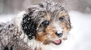 I am 67 years old and have found my life empty without bog… Bernedoodle Breed Info The Bernese Mountain Dog Poodle Mix