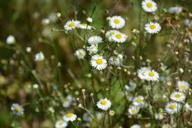 Image result for Erigeron steudelii