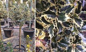 We did not find results for: Ilex Aquifolium Argenteomarginata Variegated English Holly Half Standard Garden Plants Online