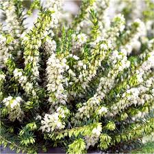 Maybe you would like to learn more about one of these? Erica White Perfection White Winter Flowering Heather Garden Plants