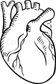 Heart of roses coloring page for adults. Human Heart Outline Sketch Isolated Stock Vector Colourbox