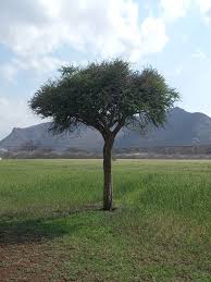 Image result for Boscia matabelensis