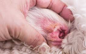 Image result for scabies dog ear