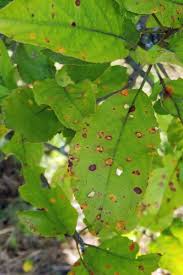 Nitrogen deficiency brings on small new leaves and dropped yellow mature leaves.; How To Identify Prevent And Control Cedar Apple Rust Gardener S Path