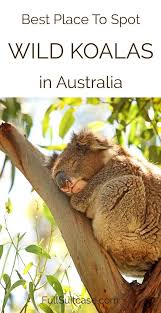 Sale price of $17,999 with 20% down payment, plus tax, title, license and approved credit. Kennett River Koala Walk Best Place To Spot Wild Koalas In Australia