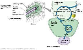 See full list on biologydictionary.net C4 And Cam Plants Schoolworkhelper