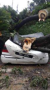 Maybe you would like to learn more about one of these? Dbkl Pantau Pokok Tumbang