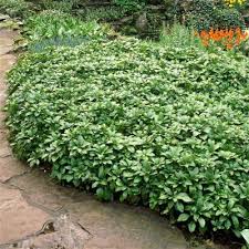 Pachysandra Terminalis Pachysandre Terminale 10 15 Cm Godet 9x9 Cm Jardin Des Gazelles Jardinerie En Ligne Jardinerie Plantes Couvre Sol Jardin Facile