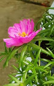 Image result for Portulaca