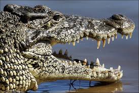 Bird Cleaning Crocodile Teeth 