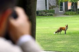Geben sie jetzt die erste bewertung ab! Wildtiere In Der Stadt Wenn Der Fuchs Durch Den Vorgarten Streift Esslingen Stuttgarter Nachrichten