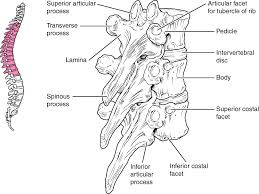 Learn about thoracic vertebra with free interactive flashcards. E Book 03 The Vertebral Column Thoracic Vertebrae