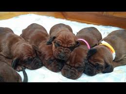 Maybe you would like to learn more about one of these? Worlds Most Relaxed Hound Puppy Litter Redbone Coonhound Puppies Youtube