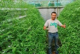 Keduanya memiliki morfologi yang berbeda secara jelas. Cara Menanam Kangkung Darat Dan Bagaimana Membudidayakannya Sampai Panen