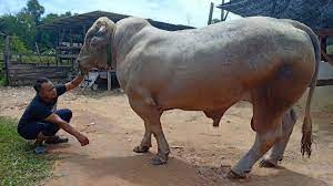Ternakan lembu untuk dijual, kuala lumpur, malaysia. Dua Ekor Lembu Baka Dijual Rm30 000 Untuk Ibadah Korban Youtube