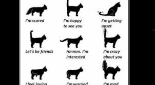 Maybe you would like to learn more about one of these? Kenali Suasana Hati Kucing Dari Gerak Ekornya Health Liputan6 Com