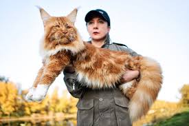 We did not find results for: 5 Fun Facts About Maine Coons The Gentle Giants Of The Cat World