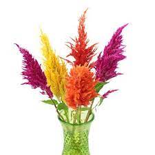 Assorted Feather Celosia Flowers Fiftyflowers Com Flowers Wedding Arrangements Arrangement
