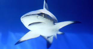 Shark Populations Are Declining Toward 'Point Of No Return,' Scientists Say 