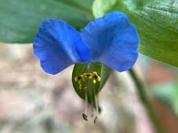 Image result for Commelina bracteosa