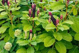 Small shoots can be removed. How To Get Rid Of Pokeweed 7 Natural Ways Farm Food Family
