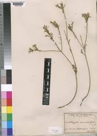 Image result for Polygala arenicola