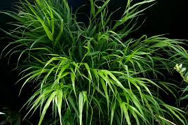 Image result for hakonechloa macra nicolas