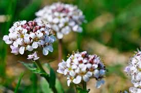 Image result for Tricalysia semidecidua