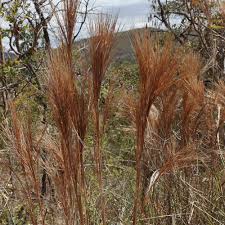 Image result for Andropogon fastigiatus