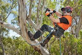 Pin On Tree Removal Export
