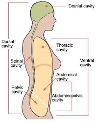 Travellers can find details regarding the test requirements on the website. Anatomical Terms Meaning Anatomy Regions Planes Areas Directions